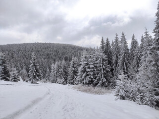 natural landscape with beautiful sky. magical winter forest. winter mountain atmosphere