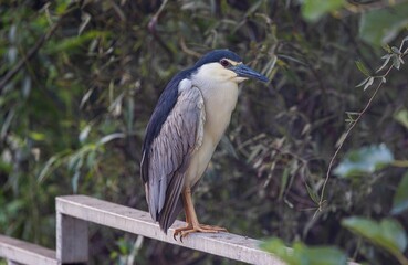 Beautiful shot of a blue Heron bird perched on a tree