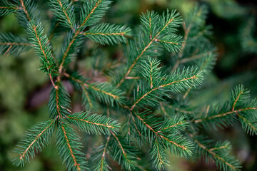 Christmas tree branches in the forest close-up, natural background.