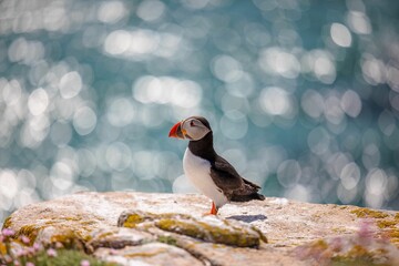 Closeup shot of an Atlantic puffin standing on the rock with a bokeh background