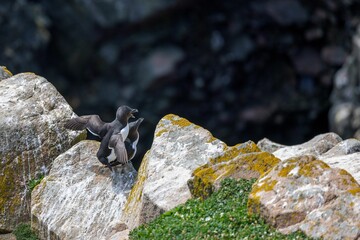 Closeup shot of two Razorbills sanding on the rock with a blurred background