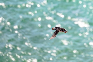 Closeup shot of an Atlantic puffin flying over the sea with a blurred background