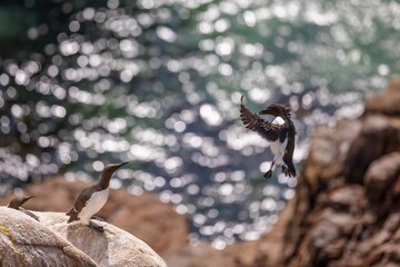Closeup shot of a Razorbill flying over the sea with a blurred background