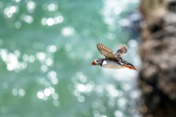 Closeup shot of an Atlantic puffin flying over the sea with a blurred background