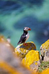 Closeup shot of an Atlantic puffin standing on the rock with a blurred background