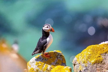 Wall murals Puffin Closeup shot of an Atlantic puffin standing on the rock with a blurred background