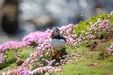 Closeup shot of an Atlantic puffin standing near the small flowers with a blurred background