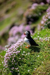 Closeup shot of an Atlantic puffin standing near the small flowers with a blurred background