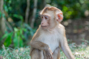 Brown Macaques monkey sitting on the ground