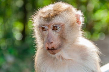 Brown Macaques monkey sitting on the ground