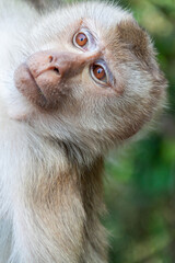 Brown Macaques monkey sitting on the ground