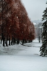 Vertical of red trees in snow in winter.