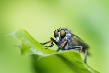 Closeup shot of a Neoitamus socius fly on a green leaf in a garden
