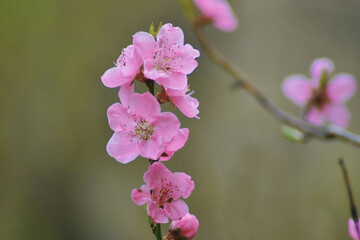 pink flowers in nature. nature concept with flowers. pink flower backdrop 