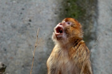 Monkey looking upwards with mouth open against a blurry concrete wall