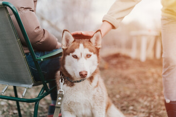 husky siberian dog. portrait cute white brown mammal animal pet of one year old with blue eyes with...