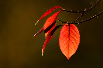 Leaves in autumn @ sunset © Ania