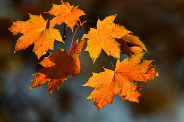 Leaves in autumn © Ania