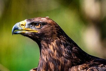 Closeup of Golden eagle with brown eyes looking aside