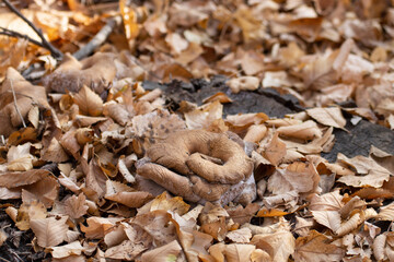 Amidst the lush forest, a curious sight catches the eye - a mushroom of a different kind, sprouting from the rough surface of a tree stump and its unique form sets it apart from  forest fungi.