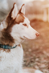 husky siberian dog. portrait cute white brown mammal animal pet of one year old with blue eyes in autumn rustic and countryside nature forest. close up. flare