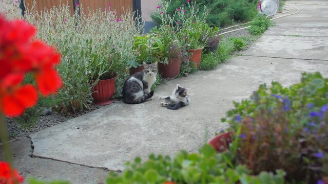 Family of cats in the yard plants camera movement