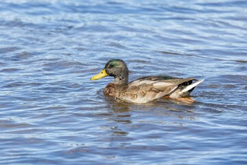 Mallard duck swimming on the lake
