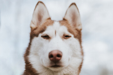 husky siberian dog. portrait cute white brown mammal animal pet of one year old with blue eyes in...