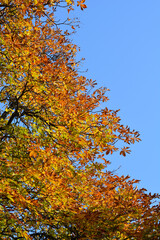 Common horse chestnut