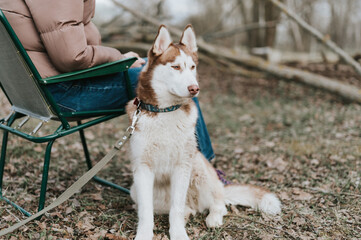 husky siberian dog. portrait cute white brown mammal animal pet of one year old with blue eyes with...