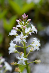 Common bogbean