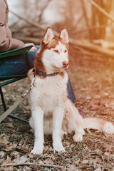 husky siberian dog. portrait cute white brown mammal animal pet of one year old with blue eyes with people in autumn rustic and countryside nature forest. flare