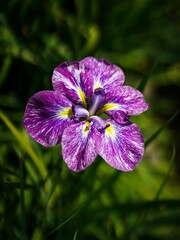 Vertical shot of a blooming Japanese iris
