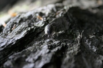 Closeup of a woodlouse on the rock
