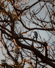 Bird perching on a tree branch
