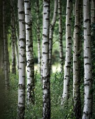 Obraz premium Vertical shot of trunks of common white birch trees
