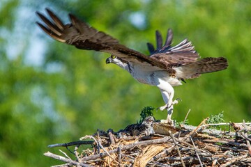 Flying osprey (Pandion haliaetus) bringing a fish for its hatchlings in the nest