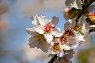 white flowers in nature. nature concept with flowers. white flower backdrop. blossom season.