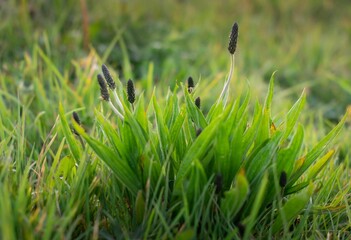 Closeup shot of a green Ribwort Plantain (Plantago lanceolata) on the blurred background