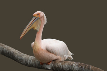 Closeup shot of a pink pelican bird perched on the branch against the isolated background
