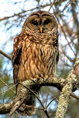 Vertial shot of a barred owl looking at the camera perched on the branch