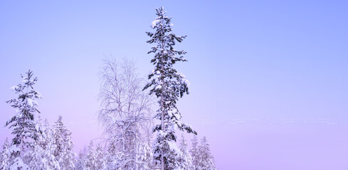 beautiful blurred winter landscape, short polar day, snowfall in forest, fluffy snowflakes fall on...