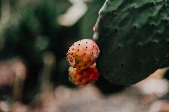 Indian prickly pear growing in garden