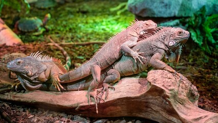Green iguanas mating on the tree branch in the terrarium