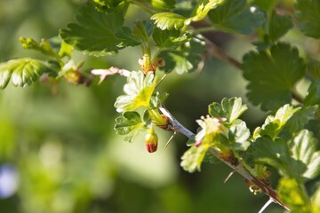 branch of a tree with leaves