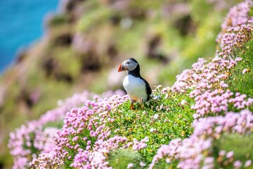 Closeup of the Atlantic puffin in a field full of pink flowers (Fratercula arctica)