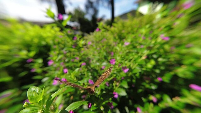 western Honey bee,Apis mellifera,apis, A. andreniformis, A. cerana dan A. dorsata,koschevnikovi perch on flower in slow motion