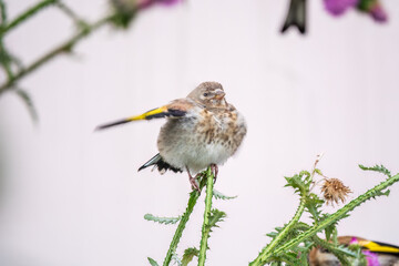 European goldfinch with juvenile plumage, feeding on the seeds of thistles. Carduelis carduelis.