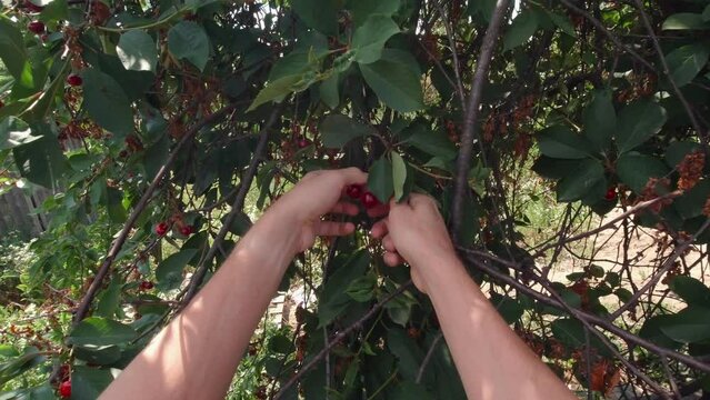 Mans hands picking cherries personal perspective