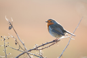 A Robin perched on a branch. An aura of sunlight highlights the birds feathers as he looks out across the softly focused peach background. Erithacus rubecula. copy space editorial picture.